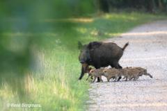 Wild boar / wild zwijn (Sus scrofa)