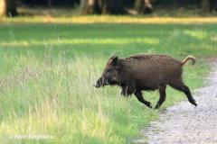Wild boar / wild zwijn (Sus scrofa)