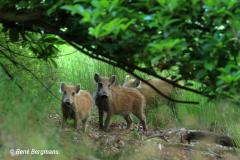 Wild boar / wild zwijn (Sus scrofa)