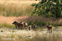 Wild boar / wild zwijn (Sus scrofa)