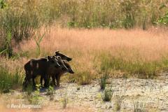 Wild boar / wild zwijn (Sus scrofa)