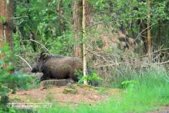 Wild boar / wild zwijn (Sus scrofa)