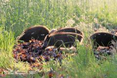 Wild boar / wild zwijn (Sus scrofa)