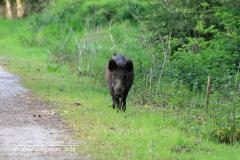 Wild boar / wild zwijn (Sus scrofa)