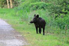 Wild boar / wild zwijn (Sus scrofa)
