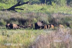 Wild boar / wild zwijn (Sus scrofa)