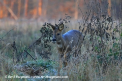 roe deer / ree (Capreolus capreolus)