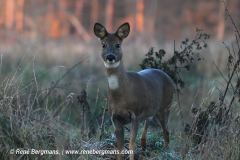 roe deer / ree (Capreolus capreolus)