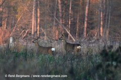 roe deer / ree (Capreolus capreolus)