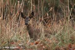 roe deer / ree (Capreolus capreolus)