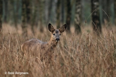 roe deer / ree (Capreolus capreolus)