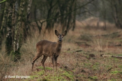 roe deer / ree (Capreolus capreolus)