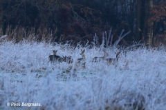 roe deer / ree (Capreolus capreolus)
