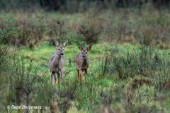 roe deer / ree (Capreolus capreolus)