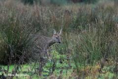 roe deer / ree (Capreolus capreolus)