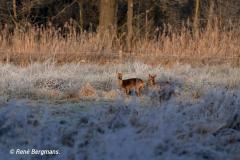 roe deer / ree (Capreolus capreolus)