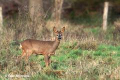 roe deer / ree (Capreolus capreolus)