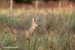 roe deer / ree (Capreolus capreolus)