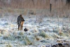 roe deer / ree (Capreolus capreolus)