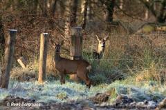 roe deer / ree (Capreolus capreolus)