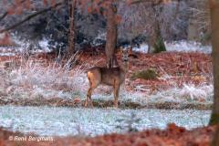 roe deer / ree (Capreolus capreolus)
