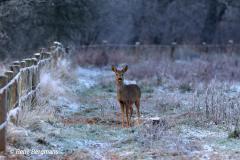 roe deer / ree (Capreolus capreolus)