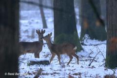 roe deer / ree (Capreolus capreolus)