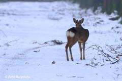 roe deer / ree (Capreolus capreolus)