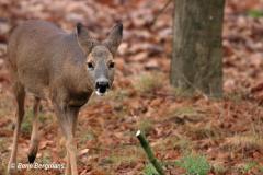 roe deer / ree (Capreolus capreolus)