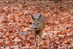 roe deer / ree (Capreolus capreolus)