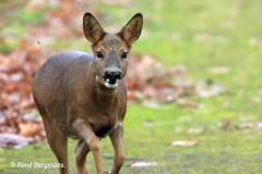 roe deer / ree (Capreolus capreolus)