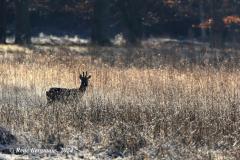 roe deer / ree (Capreolus capreolus)