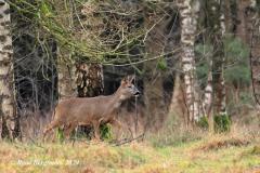 roe deer / ree (Capreolus capreolus)