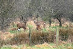 roe deer / ree (Capreolus capreolus)