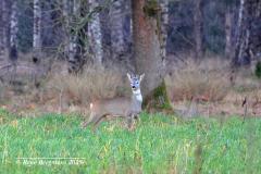 roe deer / ree (Capreolus capreolus)