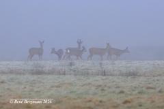 roe deer / ree (Capreolus capreolus)