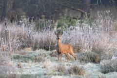 roe deer / ree (Capreolus capreolus)